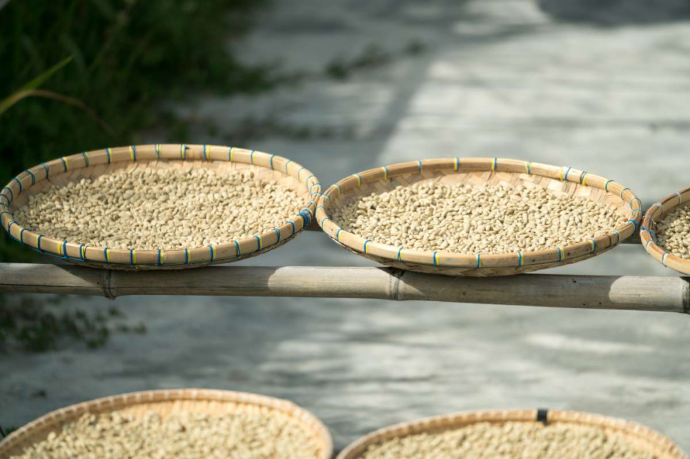A Complete Guide to Indonesian Mandheling Wet-Hulled Process: Flavor Profile & Pour Over Parameter Practical Guide