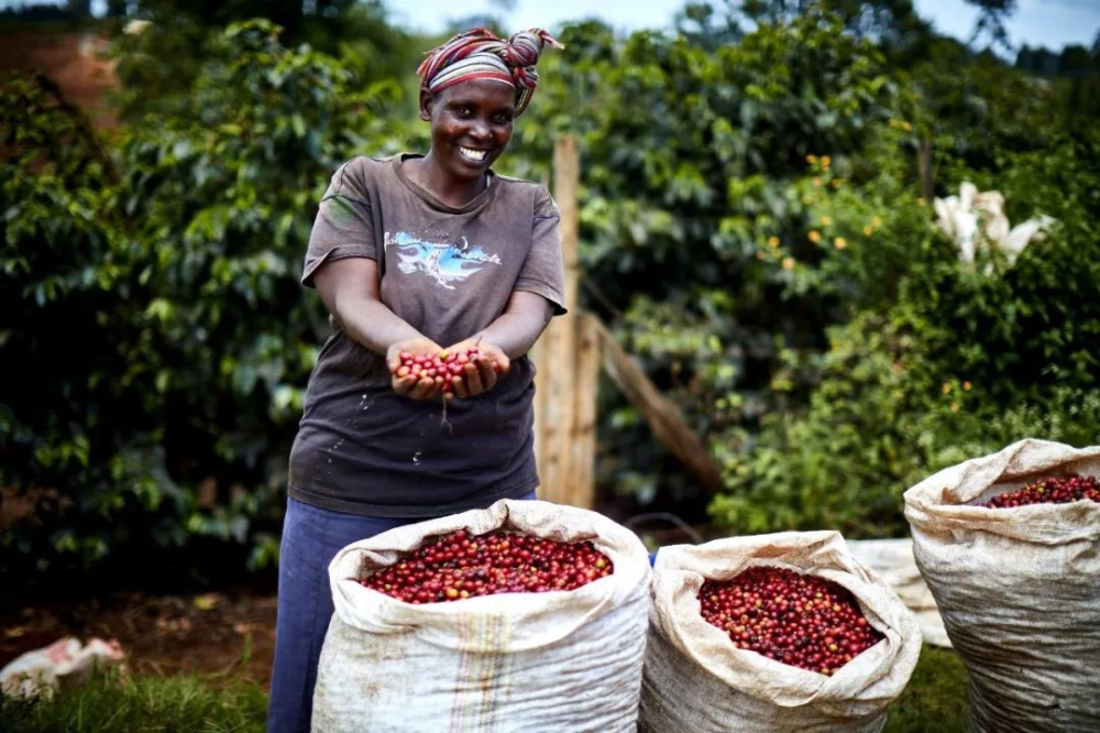 How to Choose Kenyan Coffee Beans? How SL28, SL34, and K72 Washed Processing Affect Flavor