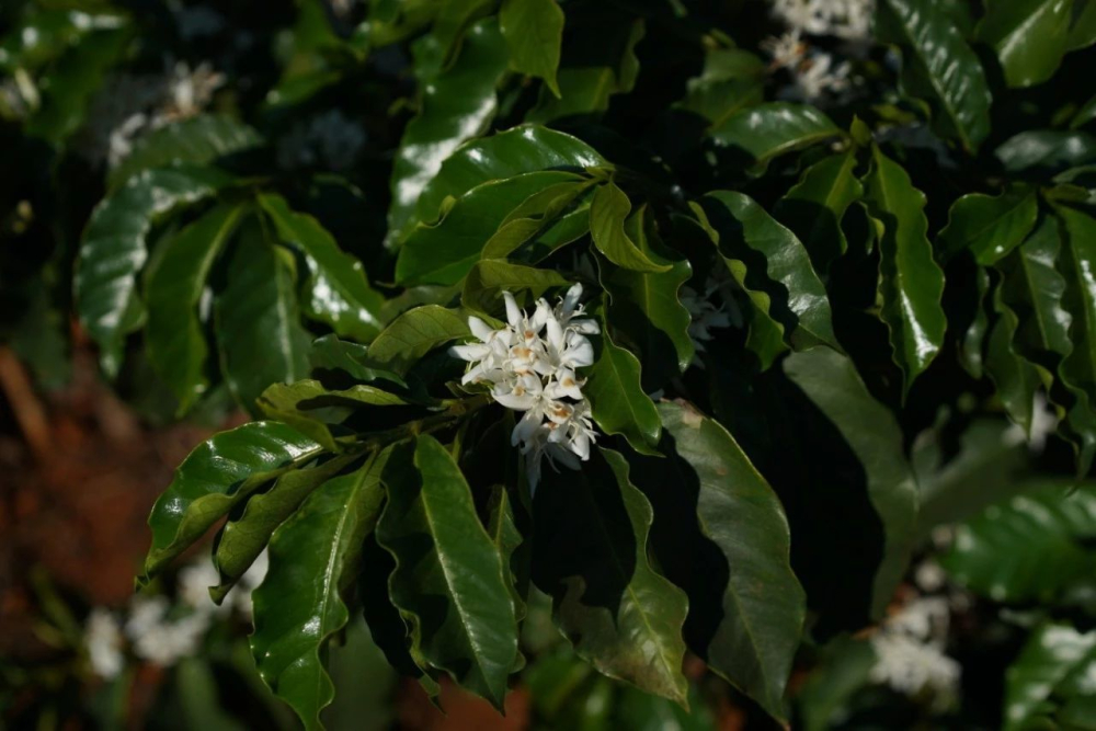 How to Choose Kenyan Coffee Beans? How SL28, SL34, and K72 Washed Processing Affect Flavor