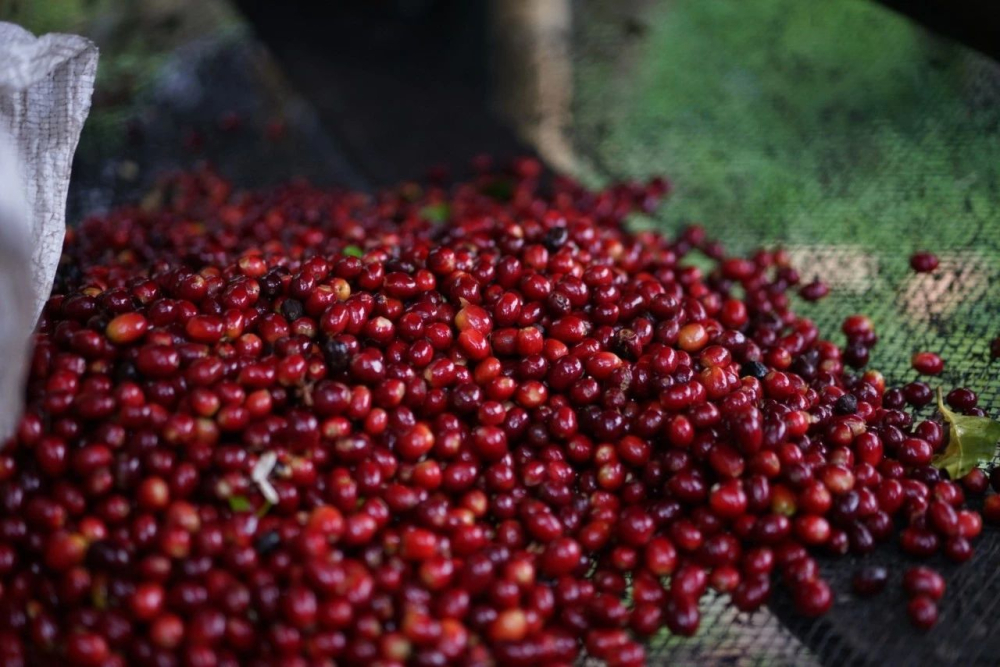 How to Choose Kenyan Coffee Beans? How SL28, SL34, and K72 Washed Processing Affect Flavor