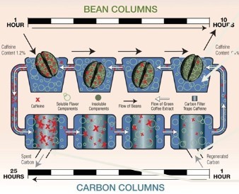 Analysis of the Differences Between Decaf Coffee and Regular Coffee | A Complete Guide to Extraction Techniques and Flavor Profiles