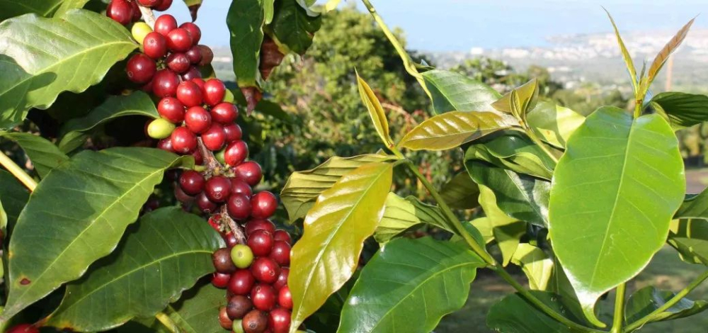 A Complete Guide to Caturra Coffee Variety: Dwarf Height, High Yield Traits, Central American Dissemination History, and Pour Over Brewing Techniques