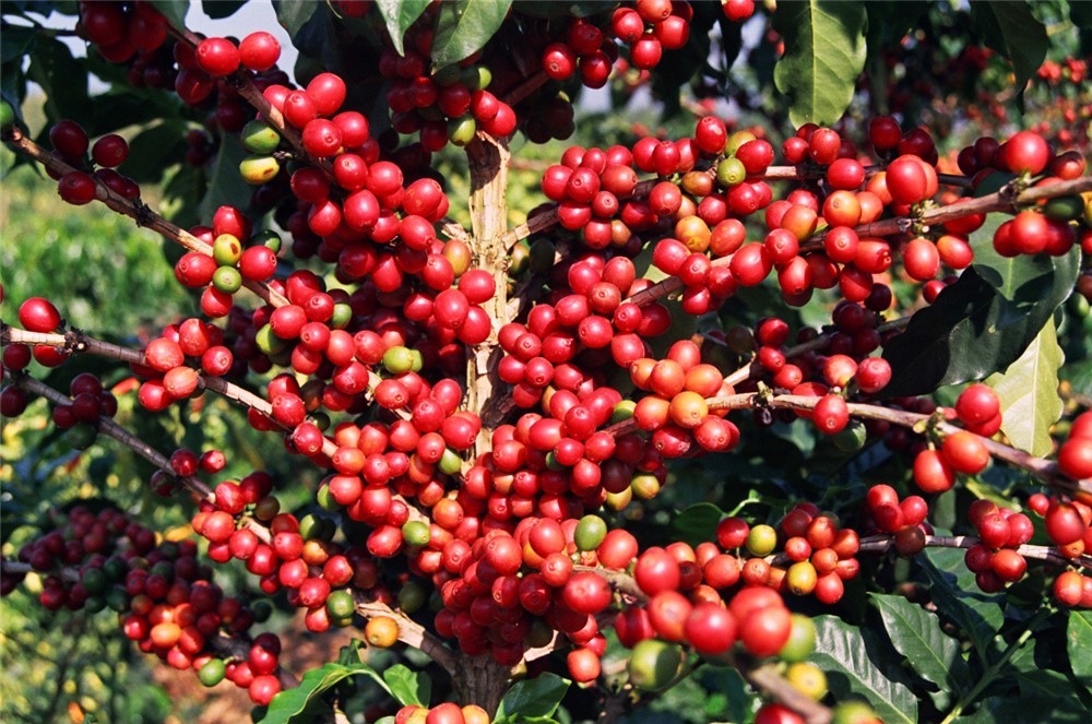 Analysis of Yunnan Small-Bean Coffee Varieties | Catimor vs Typica: Acidity, Bitterness, and Roasting Recommendations
