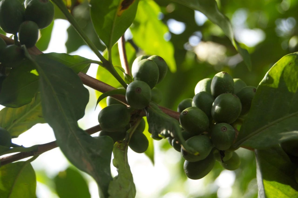 Kenya Coffee In-Depth Guide: From SL28/SL34 Varieties to K72 Washed Processing and Pour Over Recommendations