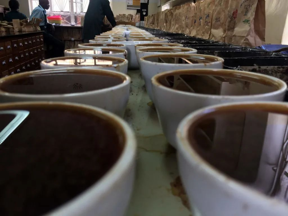 Kenya Coffee In-Depth Guide: From SL28/SL34 Varieties to K72 Washed Processing and Pour Over Recommendations