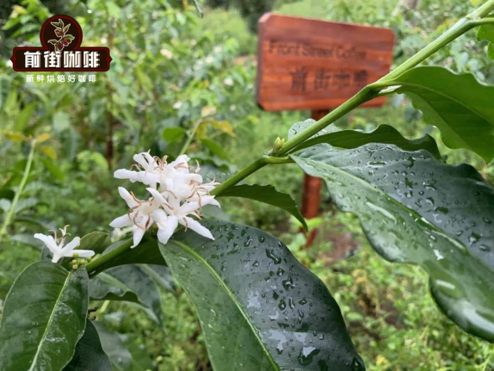 Robusta Coffee Flavor Profile | Who Is the Woody Character Suited For? Varietal and Roasting Suggestions