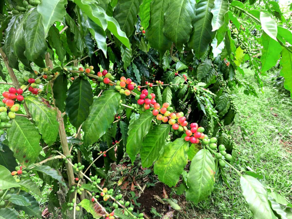 Analysis of Panama Geisha and Hua Hudie Beans | Pour Over Parameters and Flavor Guide