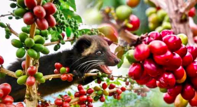 Unveiling the Flavors of Indonesian Civet Coffee: From Rare Kopi Luwak to Identifying Vietnamese Imitations and Brewing Essentials