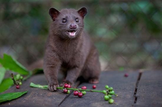 Unveiling the Flavors of Indonesian Civet Coffee: From Rare Kopi Luwak to Identifying Vietnamese Imitations and Brewing Essentials