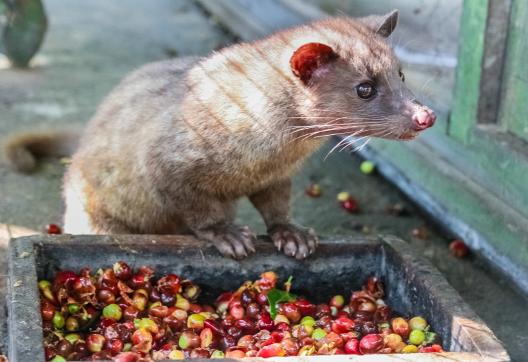The Truth About Indonesian Civet Coffee: Risks of Cheap Kopi Luwak & Recommended Alternatives