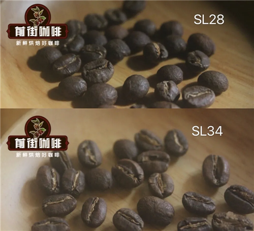 Complete Guide to Kenyan Coffee Varieties and Growing Regions: From SL28 to K72 Washed Process & Pour Over Recommendations