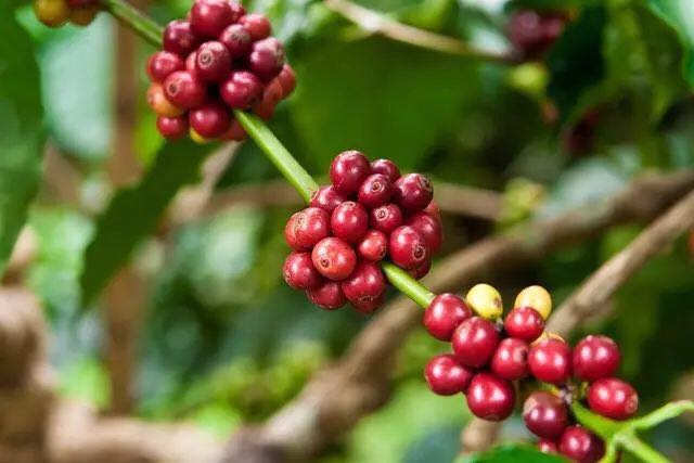 A Complete Guide to Ecuadorian Coffee Varieties: Bourbon, Caturra, and Organic Flavor Profiles for Pour Over