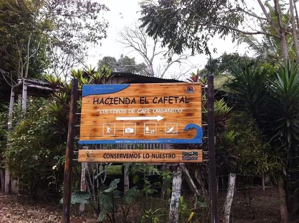 A Complete Guide to Ecuadorian Coffee Varieties: Bourbon, Caturra, and Organic Flavor Profiles for Pour Over