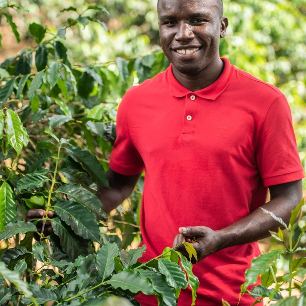 Complete Guide to Jamaican Blue Mountain Coffee: Grades, Flavors, and Pour Over Techniques in One Go
