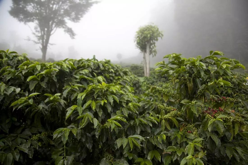 What’s the difference between Panamanian Geisha and Artisan? A full breakdown of red/green label grading, flavor profiles, and origins