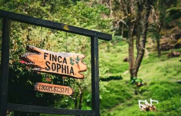 Panama, Costa Rica, and Guatemala Geisha Coffee Flavor Comparison and Buying Guide