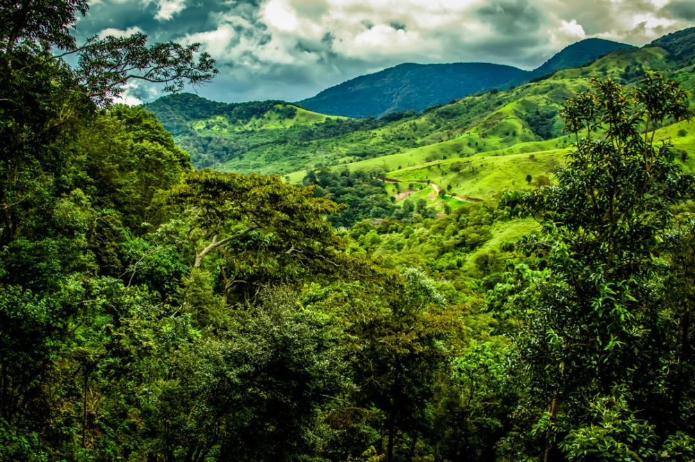 Panama Deborah Estate Geisha Tasting: A Complete Guide to Environment, Processing, and Pour Over Flavors