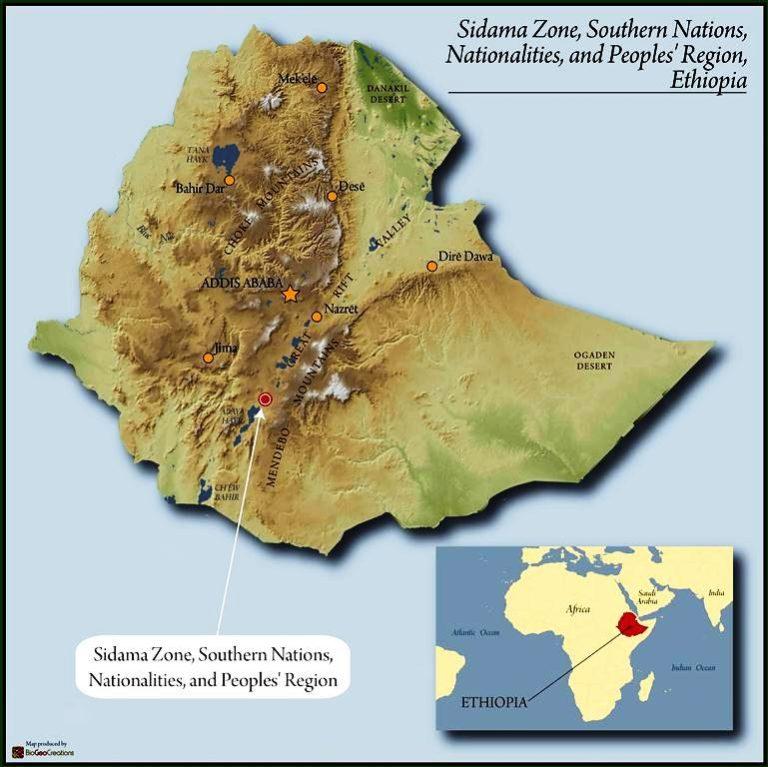 A Complete Guide to Ethiopian Yirgacheffe Washed & Natural Bean Grades | Flavor Profiles of the Shakiso & Guji Regions