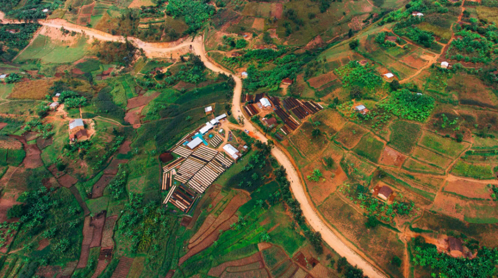 An in-depth guide to Rwanda washed Bourbon coffee: flavor profile and growing background