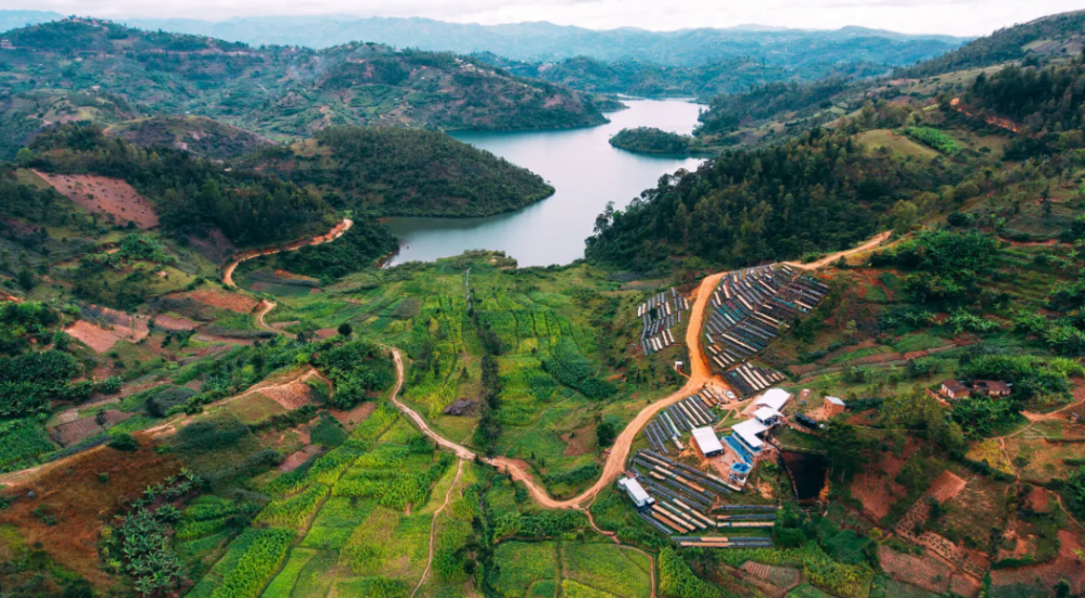 An in-depth guide to Rwanda washed Bourbon coffee: flavor profile and growing background