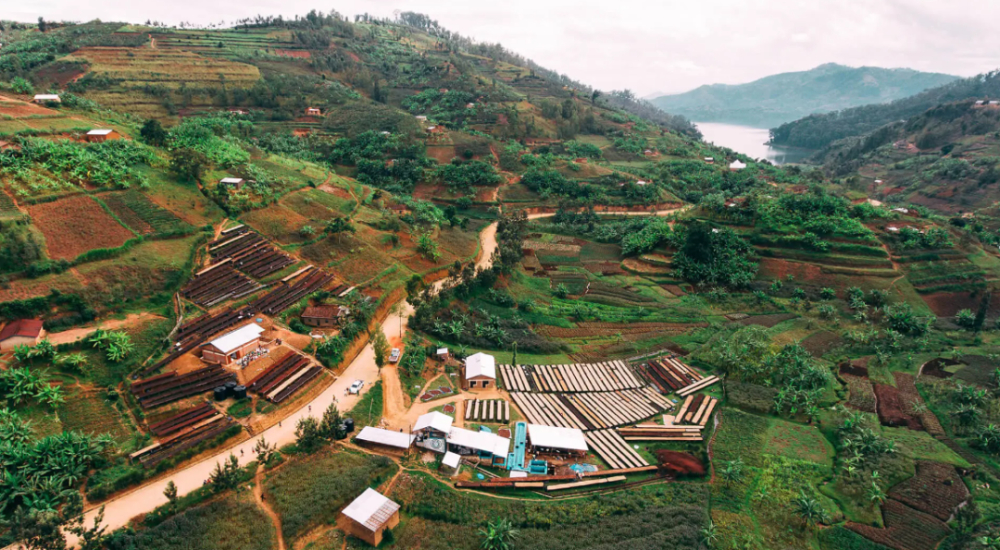 In-depth Analysis of Rwandan Coffee Regions: Terroir, Processing, and the Path to Specialty