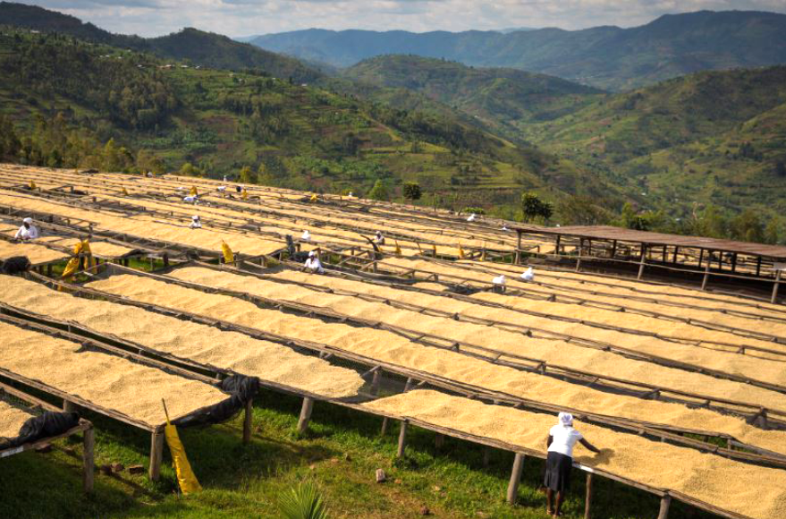 Rwanda Coffee's Road to Revival: The Secret of Washed Processing and the Hills of a Thousand Terraces