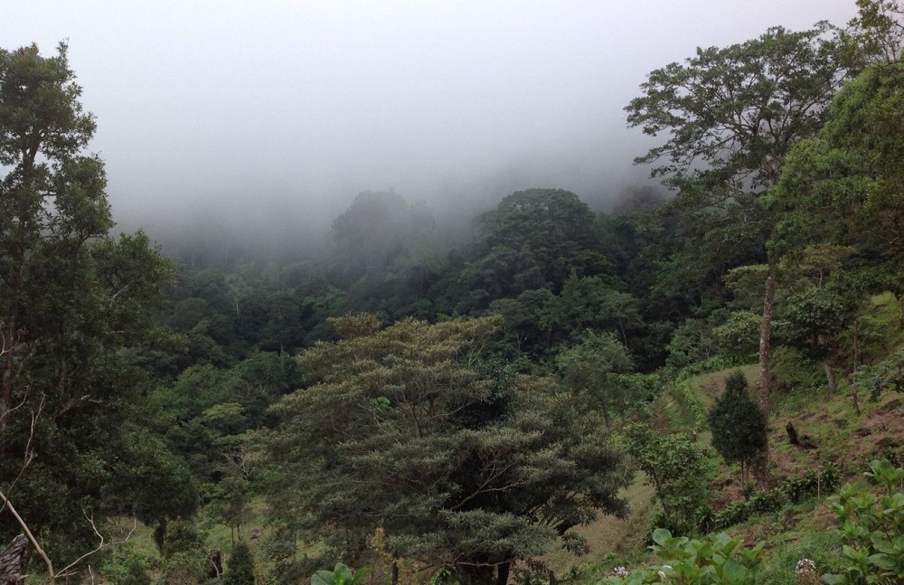 Panama vs Guatemala Geisha Beans: A Comprehensive Analysis of Regional Flavors, Auction Backgrounds, and Pour Over Recommendations