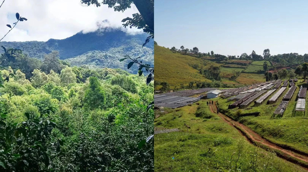 How to Choose Red Label Geisha? A Complete Guide to the Flavor Profiles, Grading, and Processing of Emerald and Gesha Village