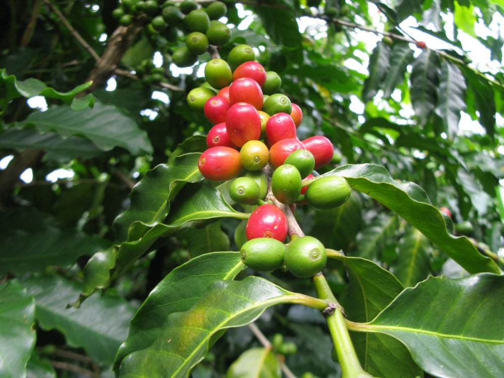 What's the difference between Arabica and Mandheling coffee beans? A complete guide to the Sumatra region and brewing parameters