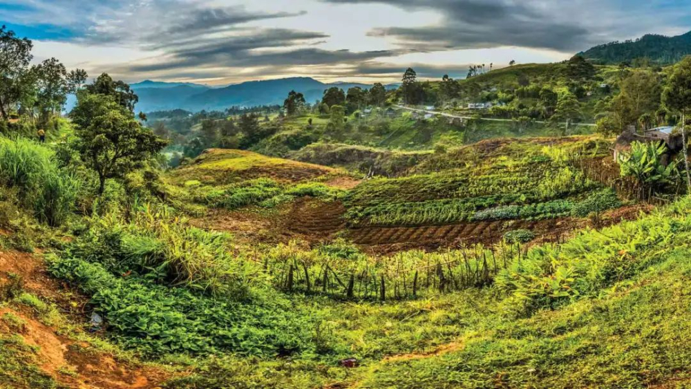 Flavor Profile of Papua New Guinea Bird of Paradise Coffee Beans: Planting History, Processing Methods, and Pour Over Recommendations