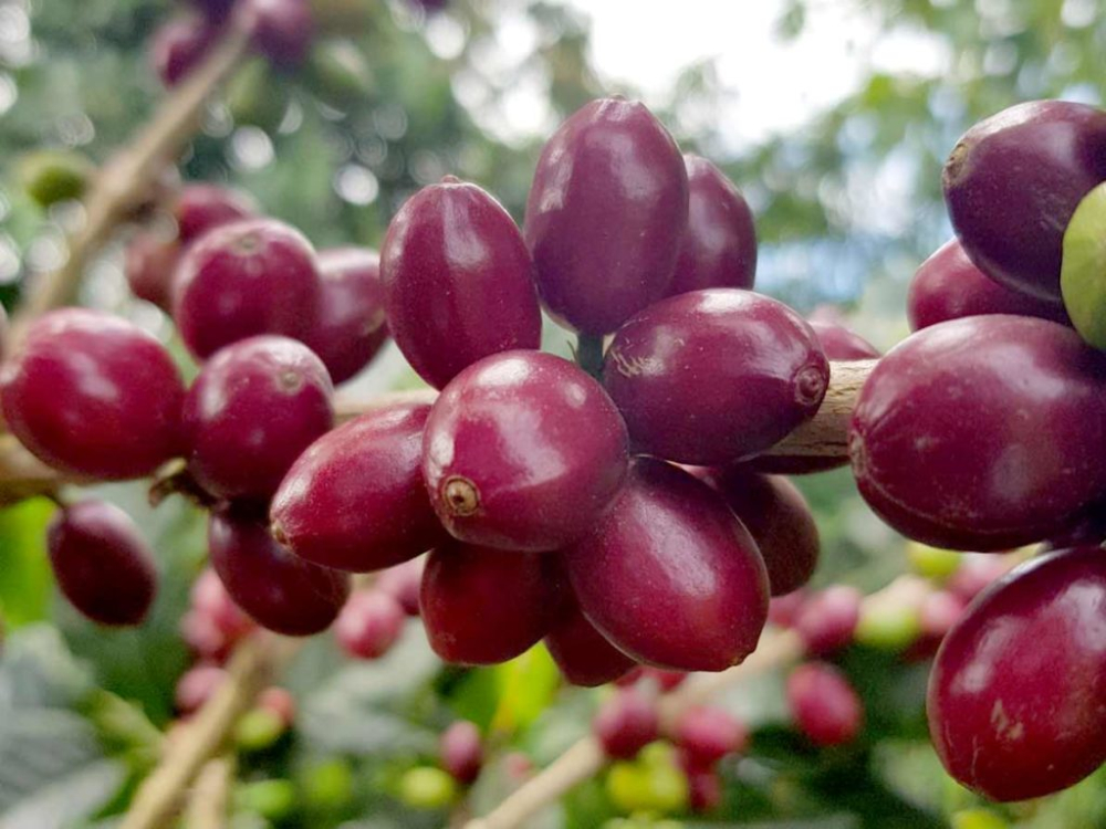 Introduction to the Caturra Variety and Pour Over Brewing Guide for Colombian Huila Washed Beans