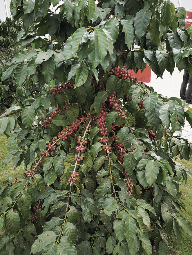 A Complete Guide to Yunnan’s Mainstream Coffee Variety: Catimor — Genetics, Flavor, and Washed Processing Basics