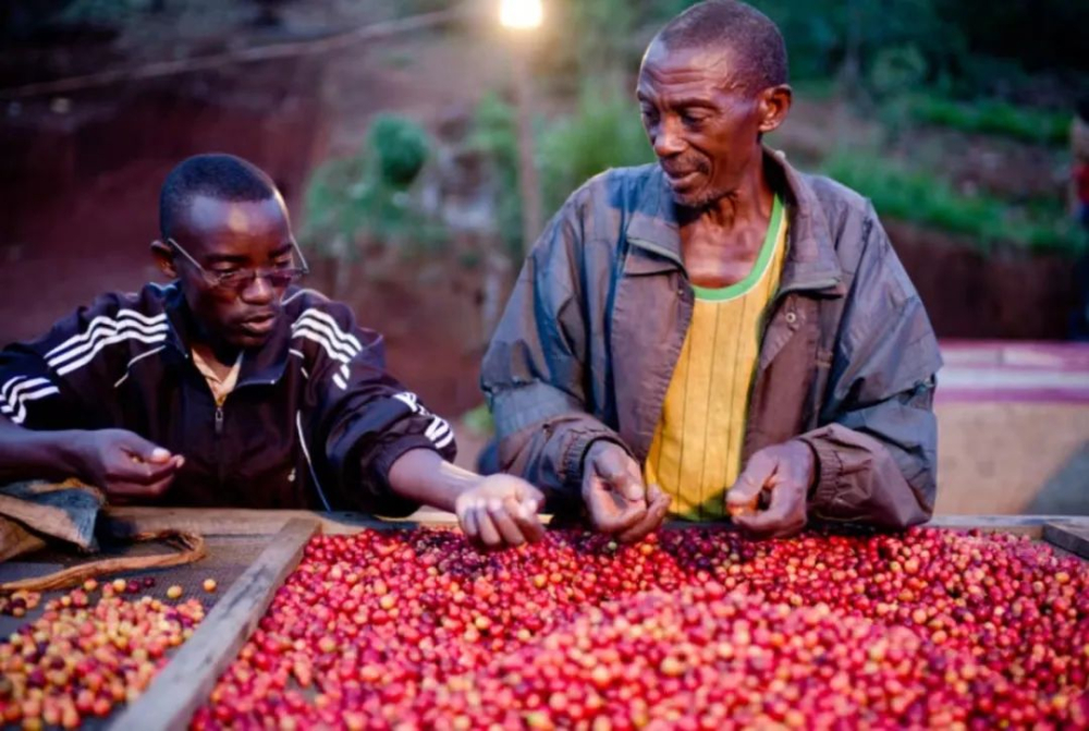 Ethiopia Hua Kui 5.0 & Mini Hua Kui Pour Over Guide | Flavor Profile & Brewing Parameters