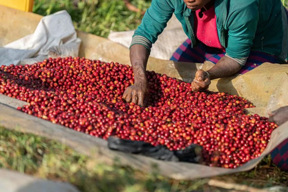 Are Kouhi (Hua Kui) coffee beans Arabica? A complete guide to the flavors of Ethiopian Guji Hambella sun-dried beans and cold brew techniques