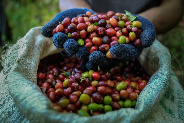 Analysis of the Characteristics of Indonesia's Three Major Coffee Regions: Flavors and Processing Techniques of Mandheling, Java, and Sulawesi