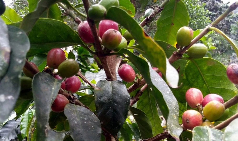 Analysis of the Characteristics of Indonesia's Three Major Coffee Regions: Flavors and Processing Techniques of Mandheling, Java, and Sulawesi