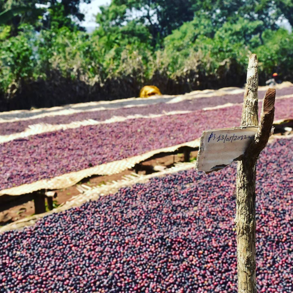 Ethiopia Washed Guji Dingding Pour Over Guide: A Comprehensive Breakdown of Berry-Tea Flavors & Brewing Techniques