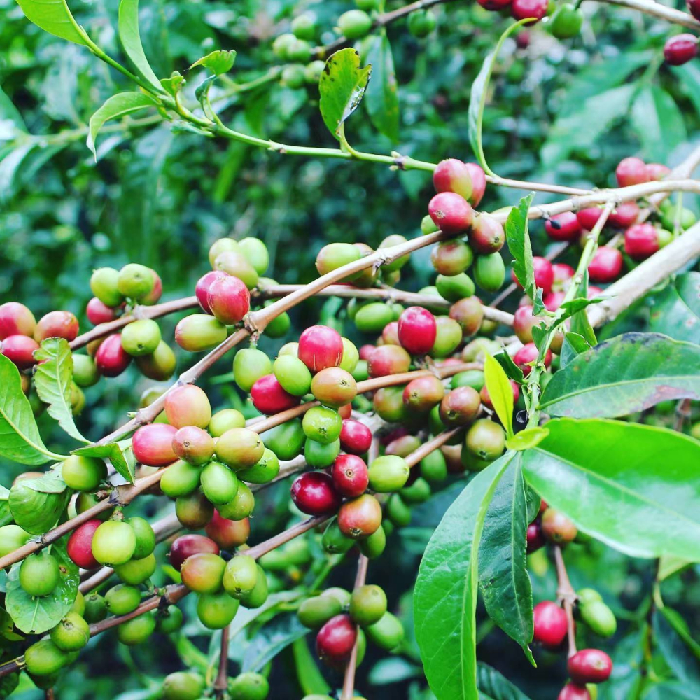 Ethiopia Washed Guji Dingding Pour Over Guide: A Comprehensive Breakdown of Berry-Tea Flavors & Brewing Techniques