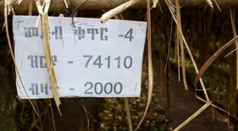 Ethiopia 74110 Coffee Variety: Disease-Resistance Genes and Flavor Analysis — Is It Suitable for Pour Over?