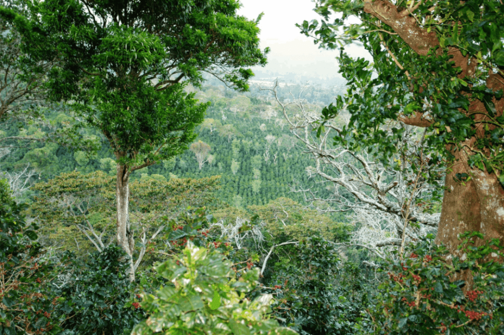 A Complete Guide to the Panama BOP Competition: Jade Gesha Red Label, Green Label, Blue Label Grades and Pour Over Parameters