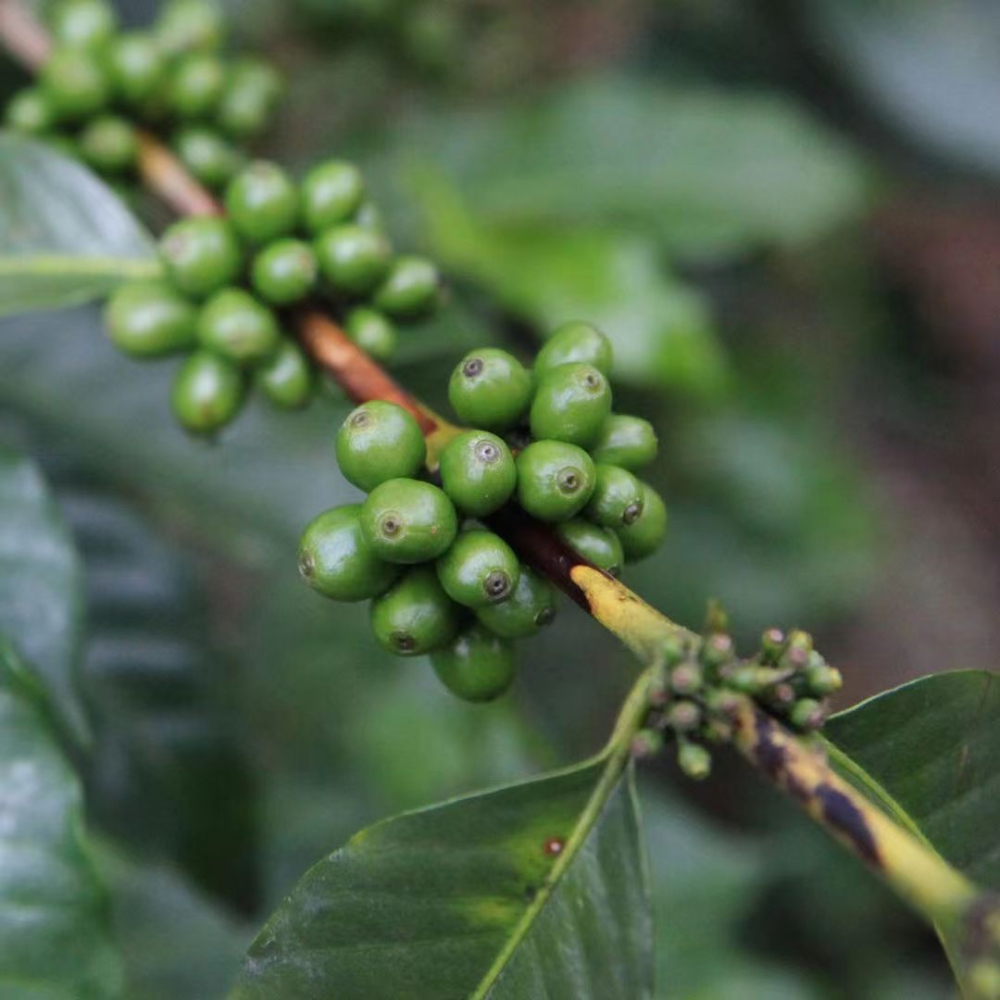 Complete Guide to Guatemalan Coffee: Regions, Processing Methods, and Pour Over Flavor Profiles
