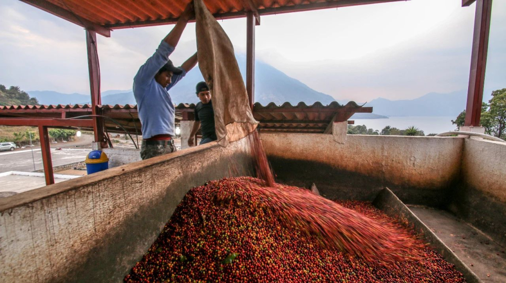 Complete Guide to Guatemalan Coffee: Regions, Processing Methods, and Pour Over Flavor Profiles