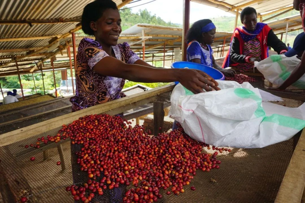 In-depth Analysis of Ethiopia's Yirgacheffe Region: A Complete Guide to the Huakui Coffee Flavor and Natural Processing