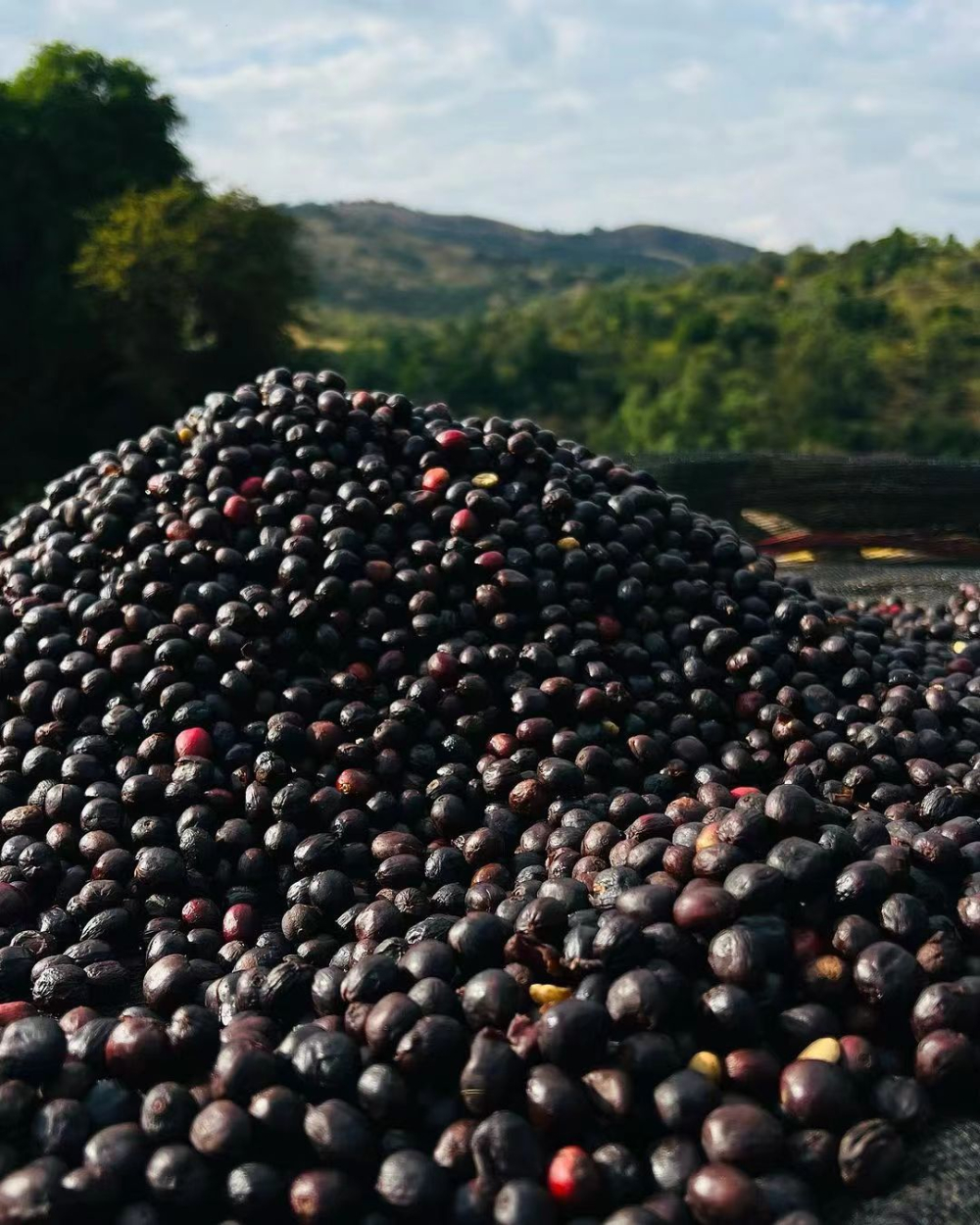 Complete Guide to Ethiopian Coffee Varieties: Exploring the Heirloom Native Variety and the Numbered 74-Series Selectively Bred Beans