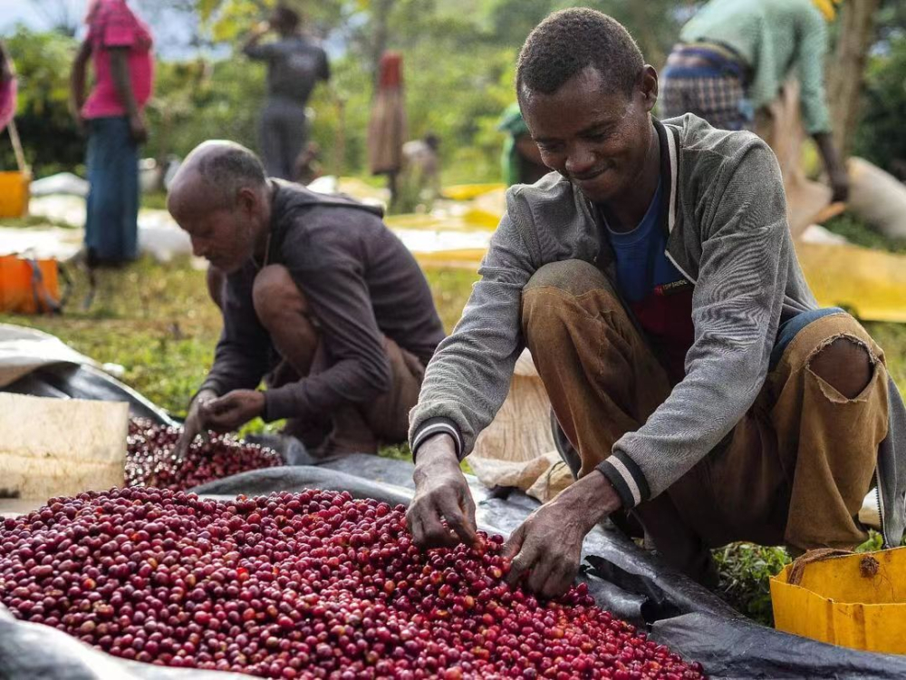 Complete Guide to Ethiopian Coffee Varieties: The Origins of Heirloom Native Varieties and the 74/75 Disease-Resistant Strains