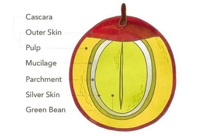 How to distinguish honey-processed coffee beans? An analysis of fruit pulp retention and flavor profiles from white honey to black honey