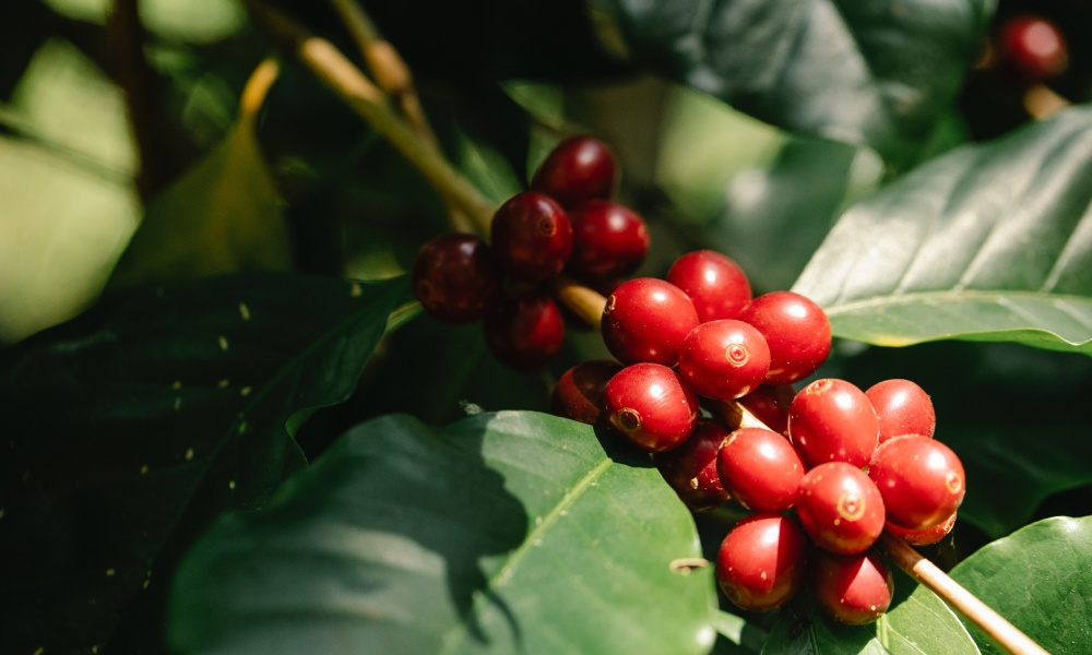 The Origins of the Catimor Coffee Variety and Practical Cultivation in Yunnan: Flavor, Disease Resistance, and Key Growing Factors