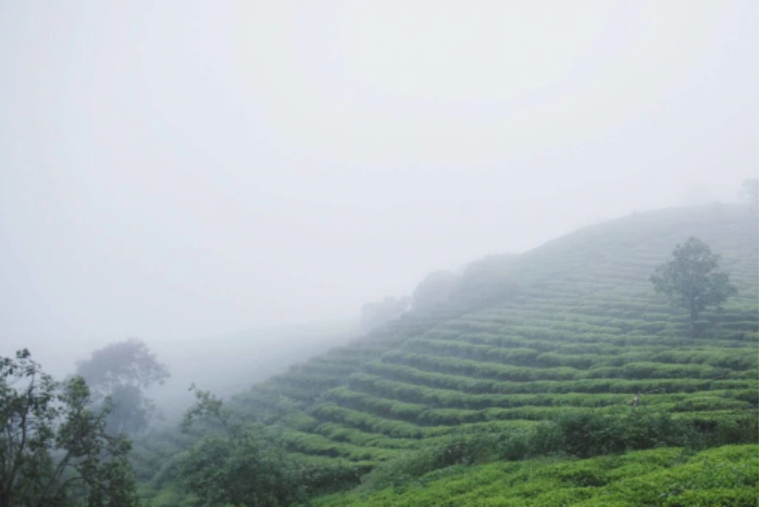 A Comprehensive Guide to Vietnam's Coffee Industry: From Regional Characteristics to the Art of Blending Robusta Beans