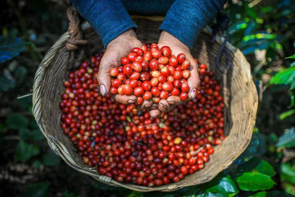 Complete Guide to El Salvador's Nine Major Coffee Regions: Pour Over Parameters and Flavor Profiles of Bourbon-Pacas and Pacamara