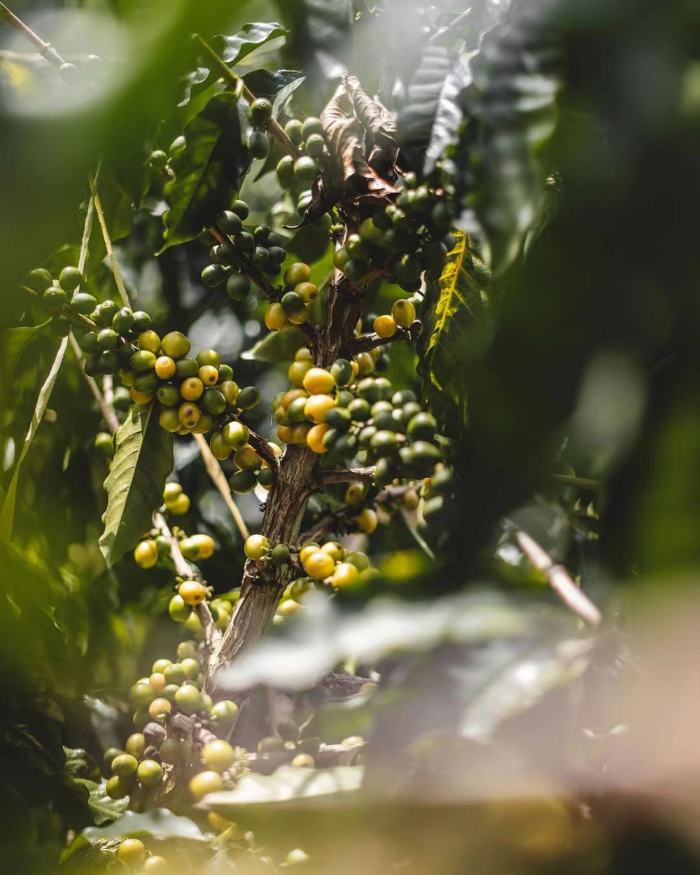 In-depth Analysis of Bolivia’s Specialty Coffee Regions: From High-Altitude Flavors to Unique Processing of Java Varieties